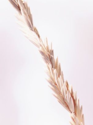 grass-1