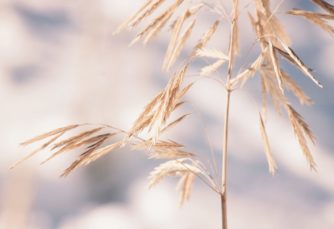 grass-2