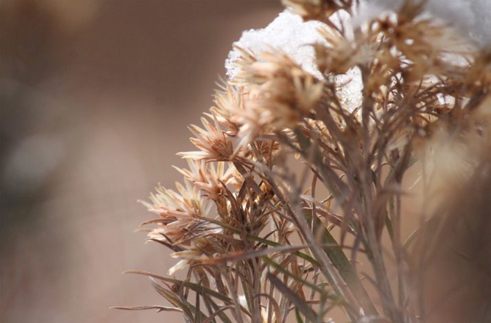 rabbitbrush-1-1