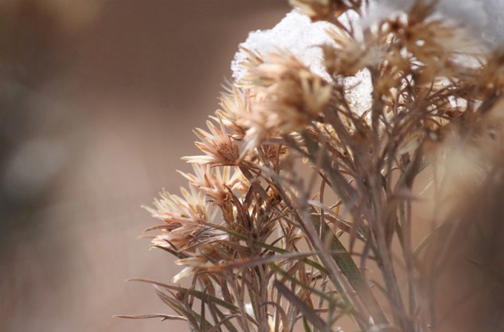 rabbitbrush-1-1