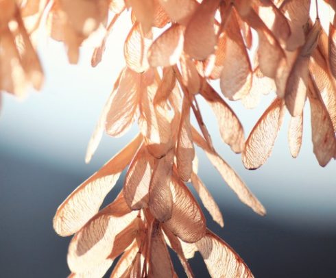 seeds