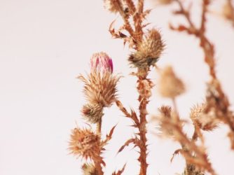 thistle